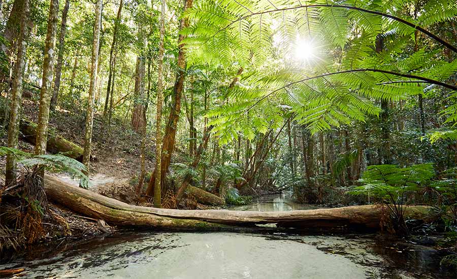 FRASER ISLAND RAINFOREST