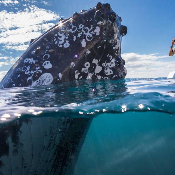 Fraser Island Whale Watching